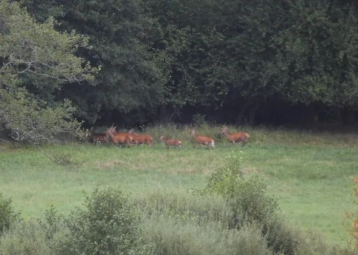 Kubus Dom wakacyjny *