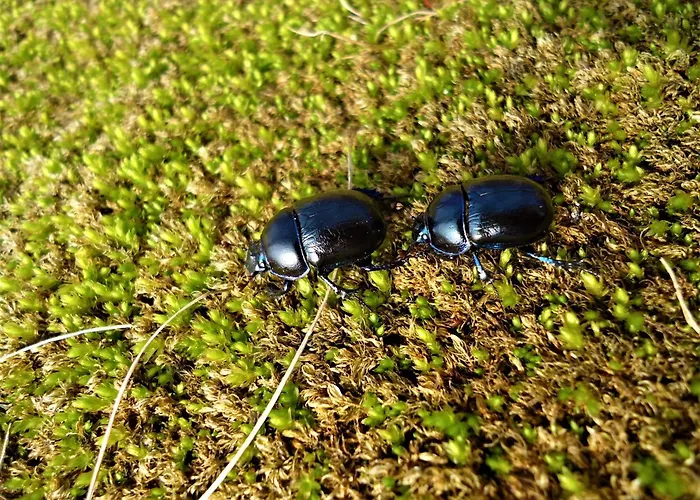 Kubus Dom wakacyjny *